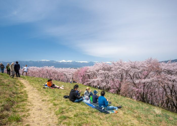 People picnic and admire the cherry blossoms at the peak of Mount Kobo in Matsumoto